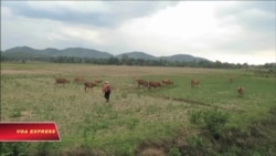 42 năm làng kinh tế mới 42 năm làng kinh tế mới