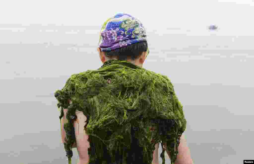 Hình chụp một vận động viên bơi lội Trung Quốc vai phủ đầy tảo xanh trên bờ biển tại Thanh Đảo, tỉnh Sơn Đông, ngày 22 tháng 6, 2013.