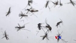 သွေးလွန်တုပ်ကွေးသတိထားပါ သွေးလွန်တုပ်ကွေးသတိထားပါ