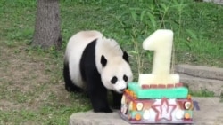 国家动物园为熊猫贝贝庆贺首个生日 国家动物园为熊猫贝贝庆贺首个生日