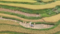 时事大家谈: 饥饿记忆与恐惧,袁隆平离世触动中国? 时事大家谈: 饥饿记忆与恐惧,袁隆平离世触动中国?