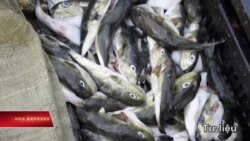 Truyền hình vệ tinh VOA 30/6/2016 Truyền hình vệ tinh VOA 30/6/2016