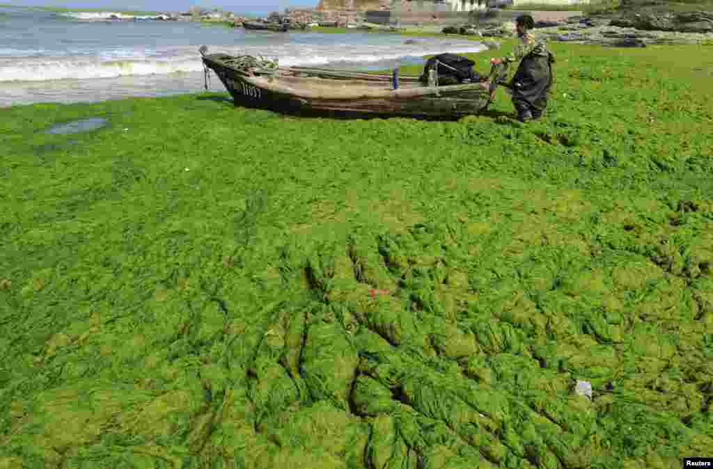 Một ngư dân kéo thuyền trên bãi biển phủ đầy tảo xanh tại thị trấn Thanh Đảo, tỉnh Sơn Đông ngày 9 tháng 6 năm 2013.