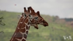 如不多加保护 长颈鹿将从地球消失 如不多加保护 长颈鹿将从地球消失