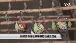 新报告敦促世界采取行动拯救昆虫 新报告敦促世界采取行动拯救昆虫