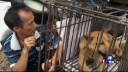 中国玉林狗肉节 大批狗面临屠刀 中国玉林狗肉节 大批狗面临屠刀