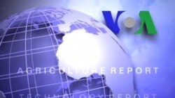 Anh ngữ đặc biệt: Bilingualism (VOA) Anh ngữ đặc biệt: Bilingualism (VOA)