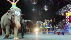 美国结束大象马戏表演历史 美国结束大象马戏表演历史