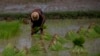 Myanmar Rice Farmers