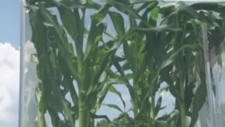 温室气体增加有可能导致农作物营养减少 温室气体增加有可能导致农作物营养减少