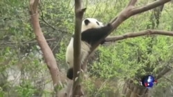 西藏元素成为美国第一夫人结束访华的休止符 西藏元素成为美国第一夫人结束访华的休止符