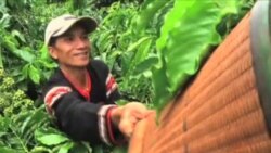 Ngành cà phê Việt Nam thức giấc Ngành cà phê Việt Nam thức giấc